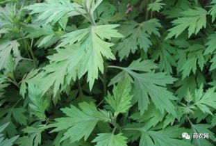 艾叶产新与后市行情展望 蕲艾制品生产的机遇与挑战