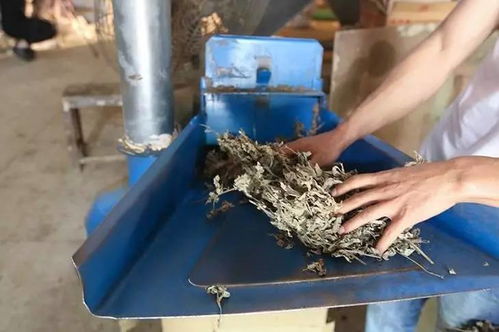 探秘艾草世界 不一法师解读艾绒、艾条与艾灸疗法的千年智慧与现代生产