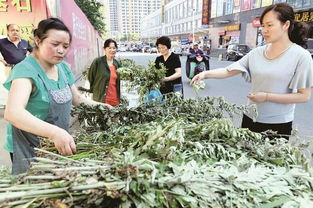 蕲艾产业崛起 出口内销两头俏，小艾草迈向百亿大产业新征程